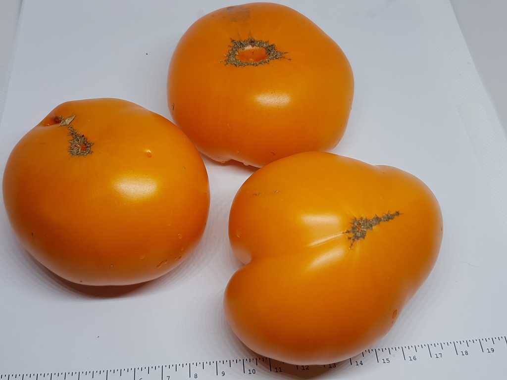Brandywine Apricot